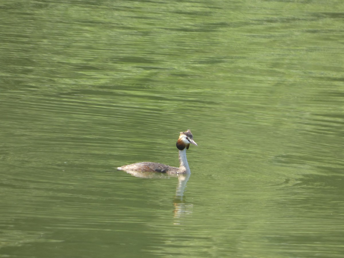 Great Crested Grebe - ML620347897