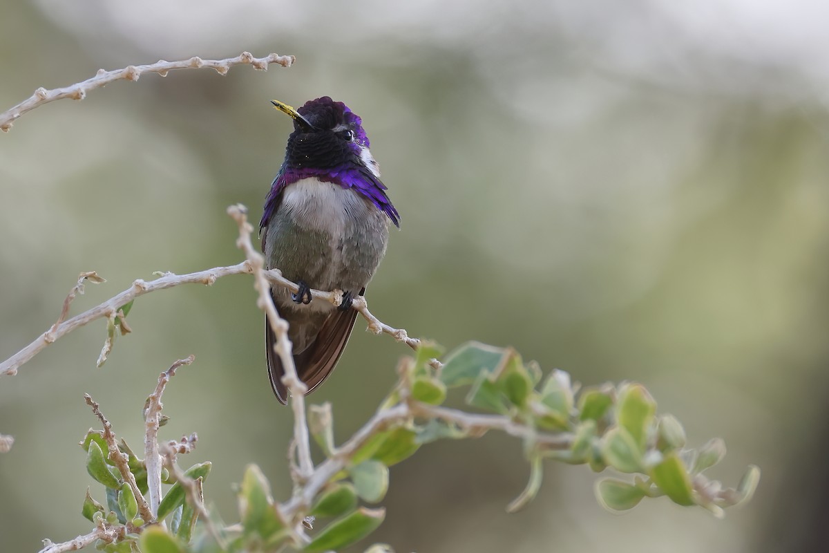Costa's Hummingbird - ML620347907