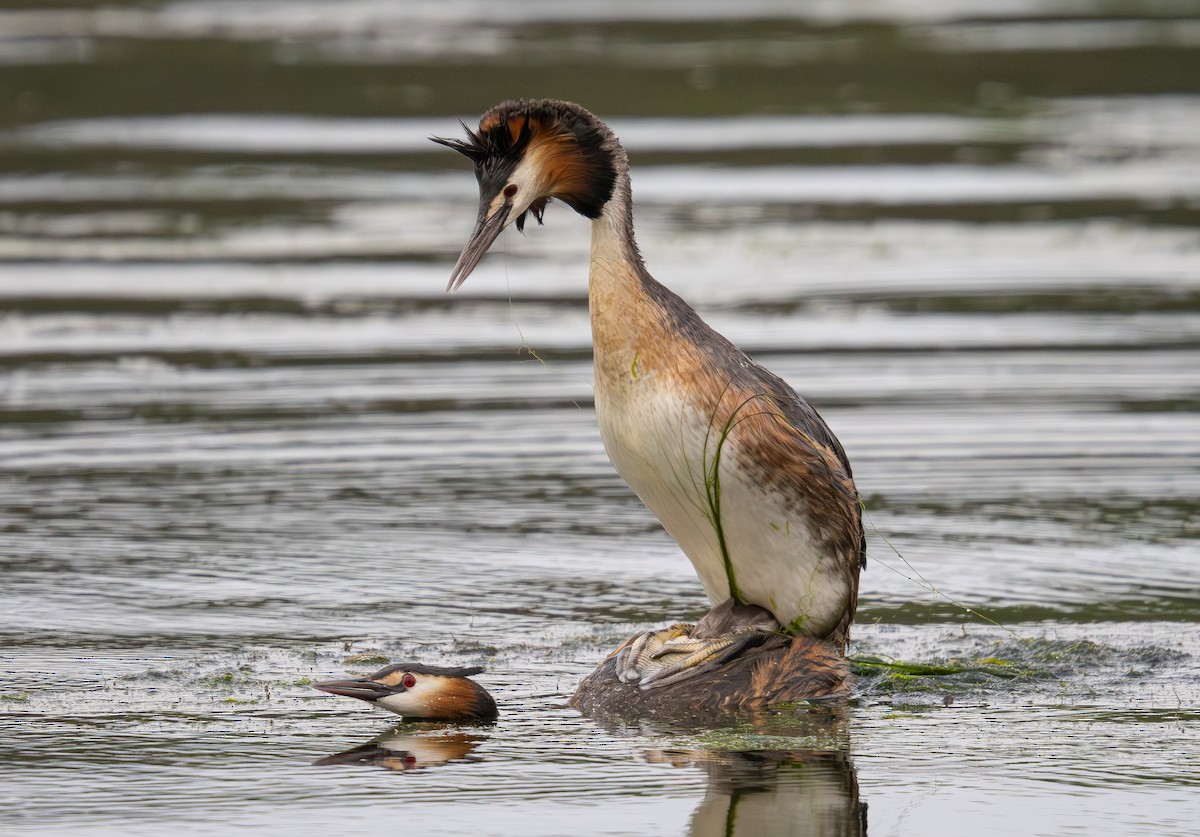 Great Crested Grebe - ML620347910