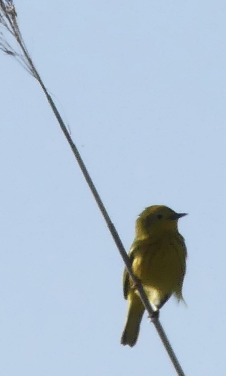 Yellow Warbler - ML620347926