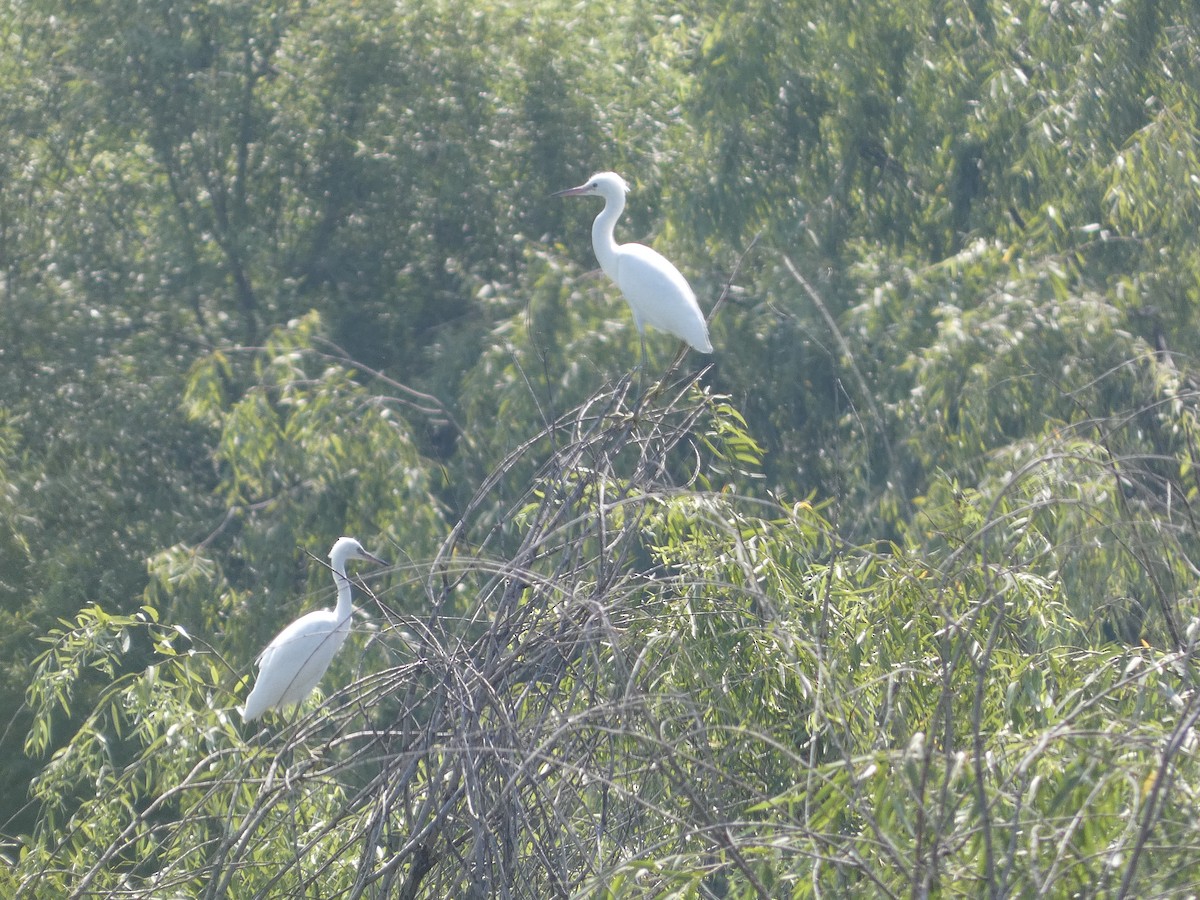 Little Egret - ML620347934