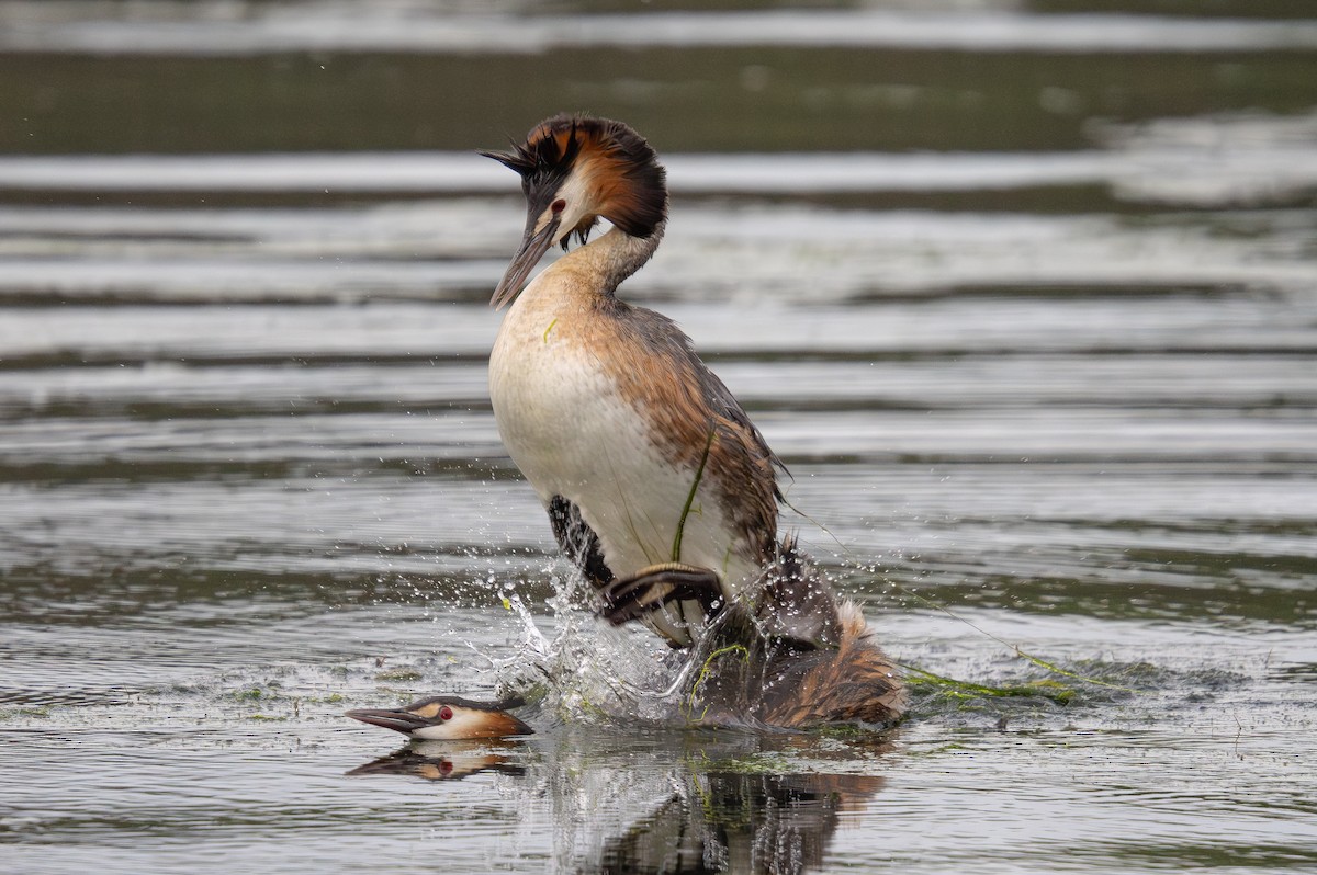 Great Crested Grebe - ML620347938