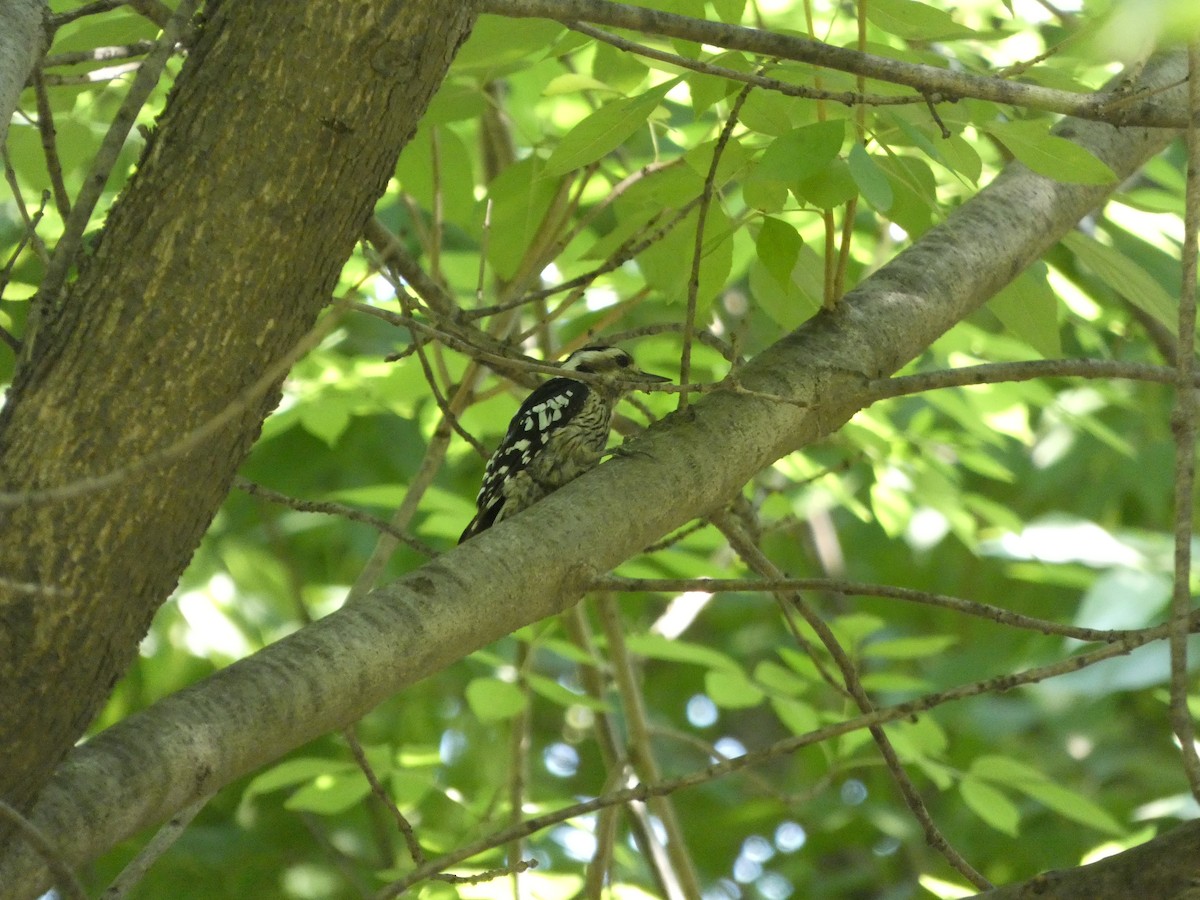 Gray-capped Pygmy Woodpecker - ML620347945
