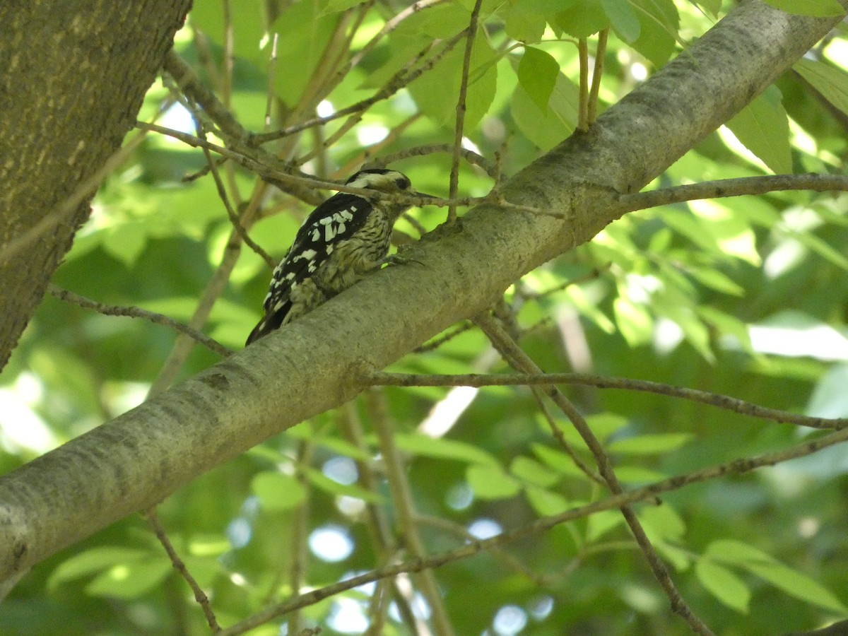 Gray-capped Pygmy Woodpecker - ML620347946