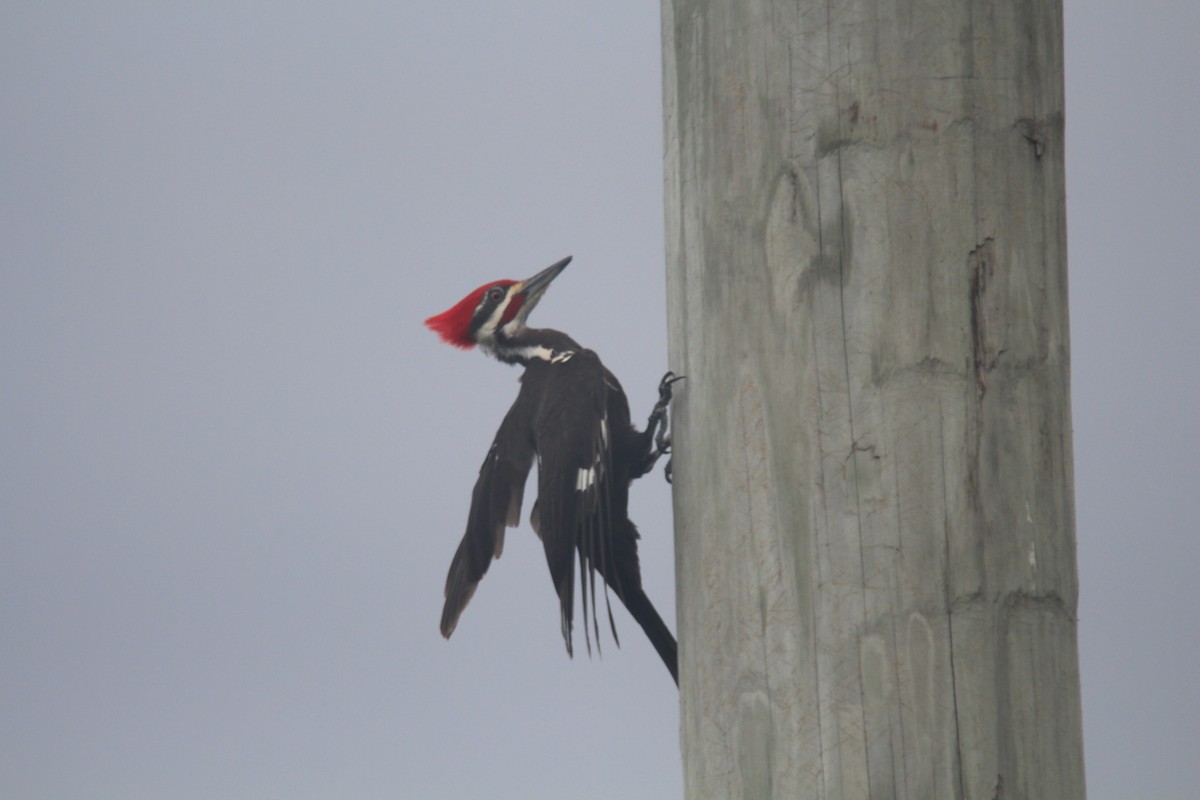 Pileated Woodpecker - ML620347961