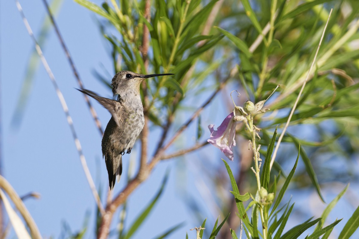 Black-chinned Hummingbird - ML620347972