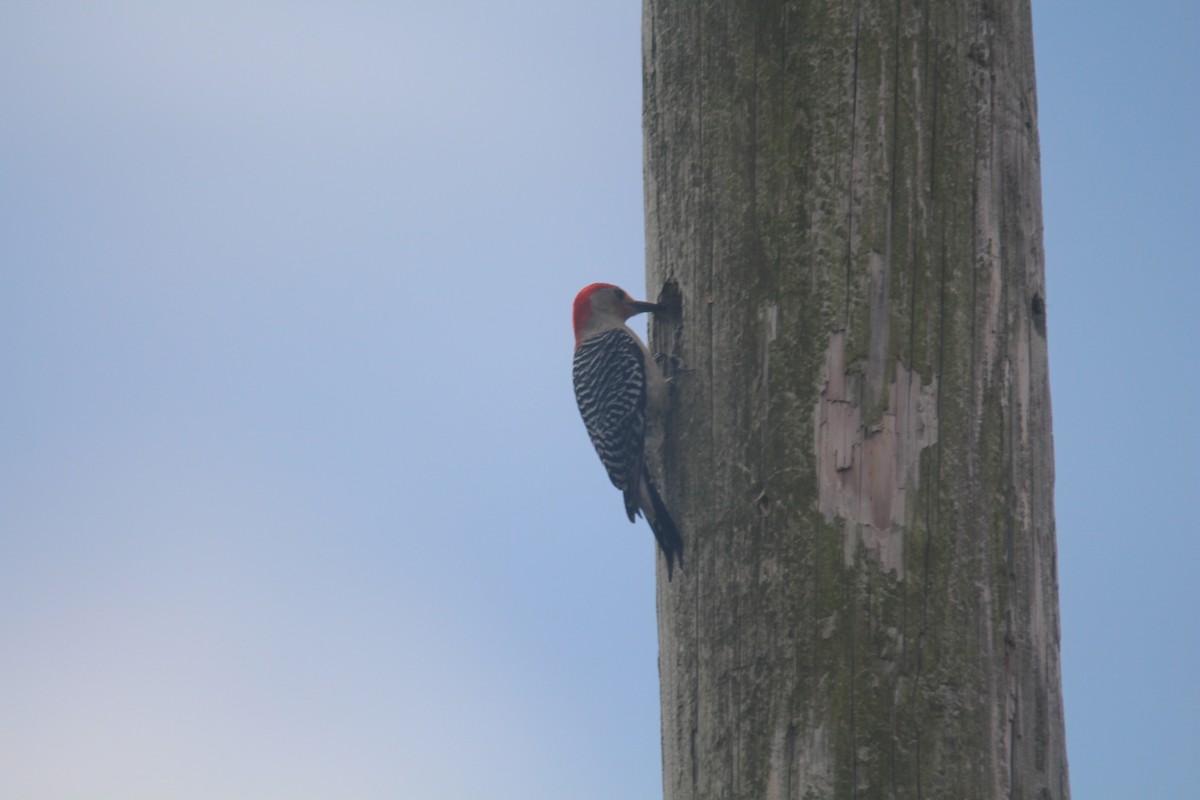Red-bellied Woodpecker - ML620347996