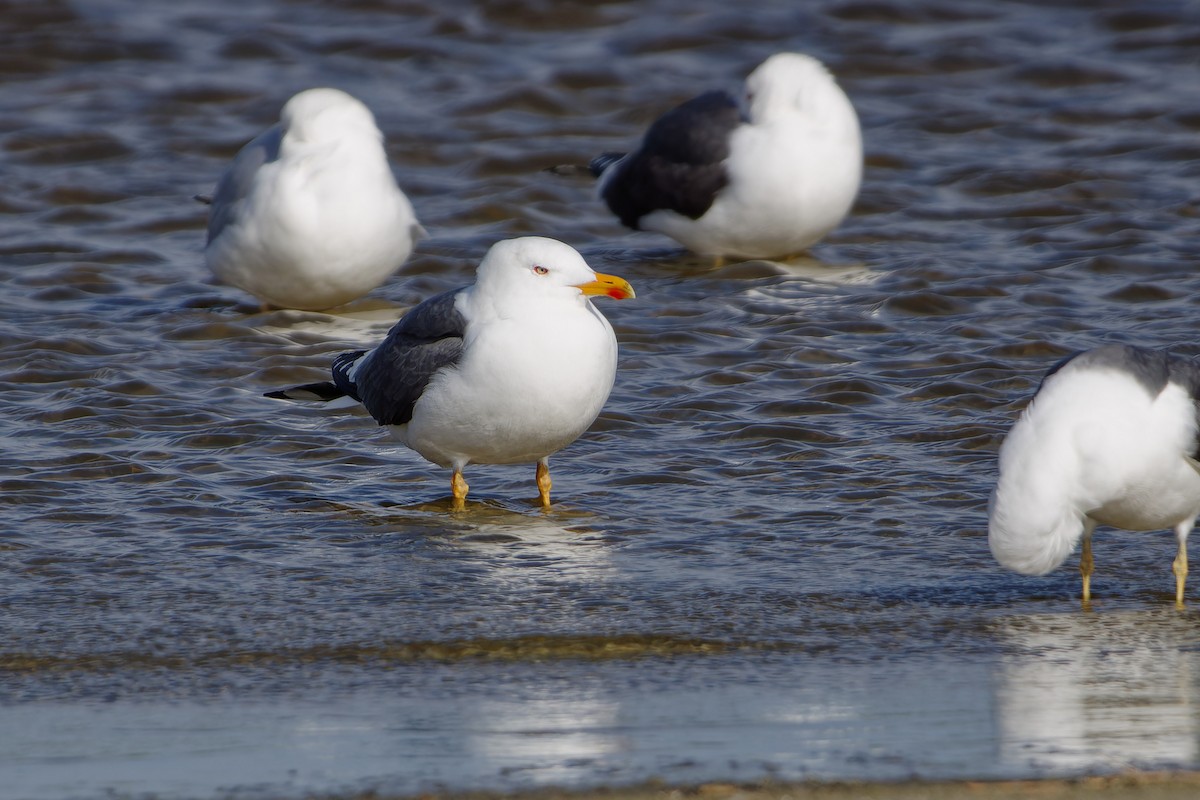 Gaviota Sombría - ML620348001