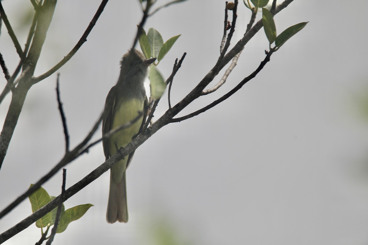 Great Crested Flycatcher - ML620348017