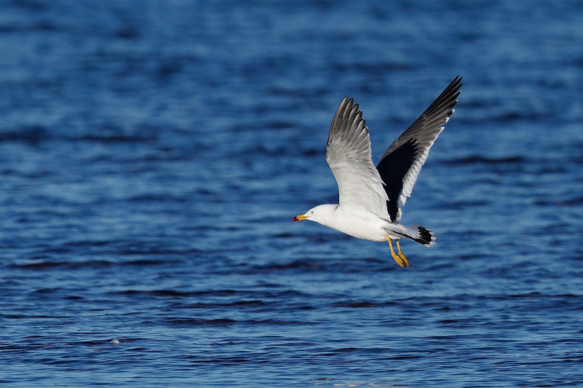 ML620348036 - Black-tailed Gull - Macaulay Library