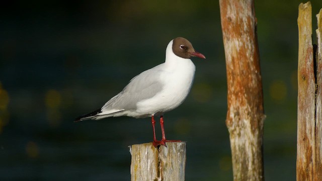 Mouette rieuse - ML620348037