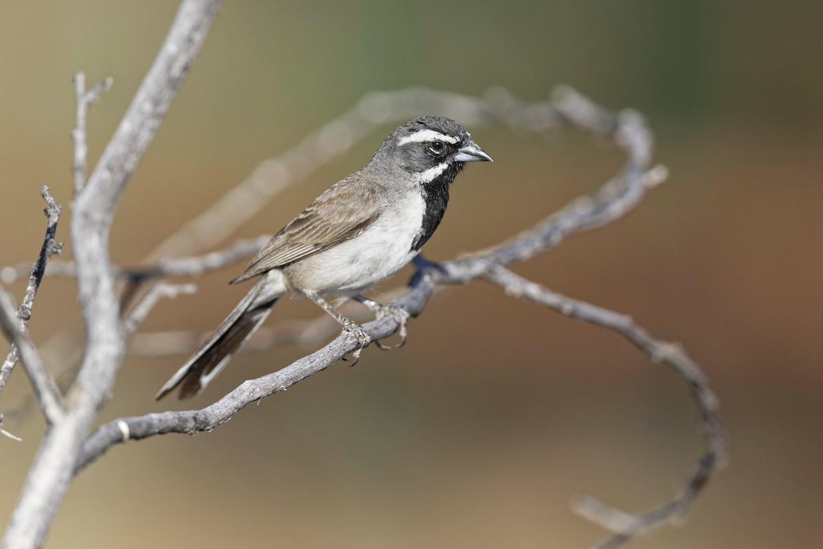 Black-throated Sparrow - ML620348042