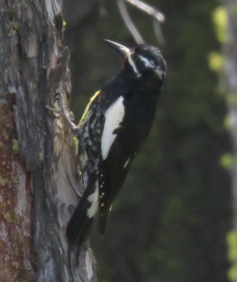 Williamson's Sapsucker - ML620348059