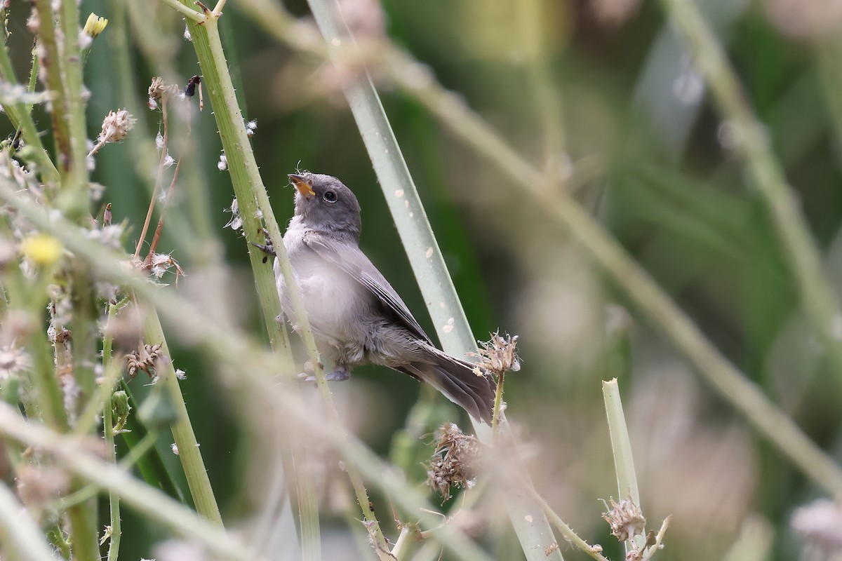 Lucy's Warbler - ML620348063