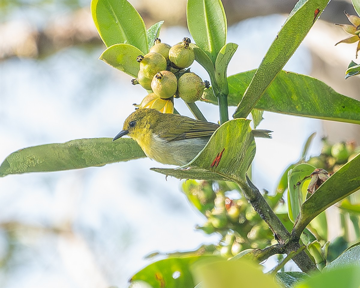 Black-and-yellow Tanager - ML620348075