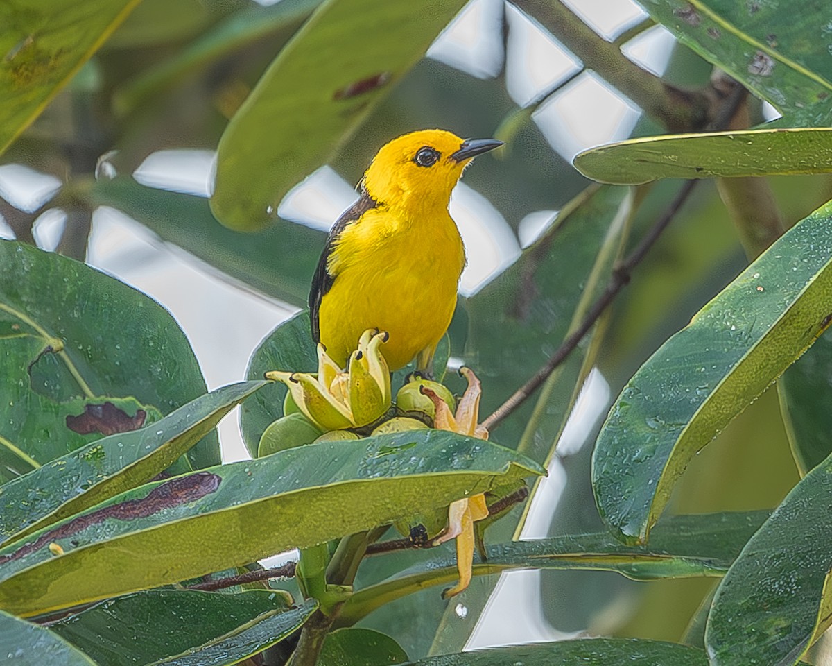 Black-and-yellow Tanager - ML620348076