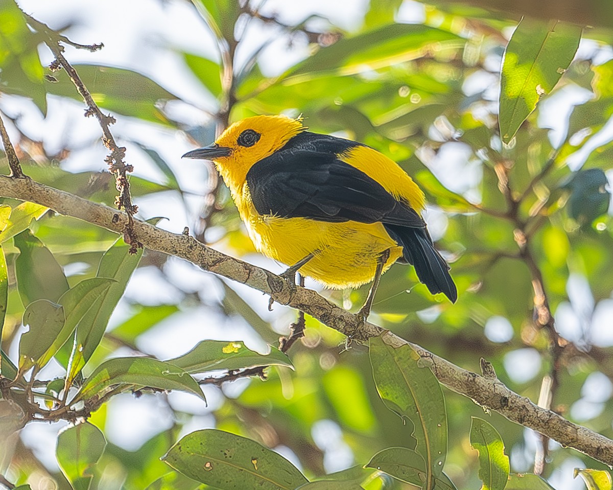 Black-and-yellow Tanager - ML620348077