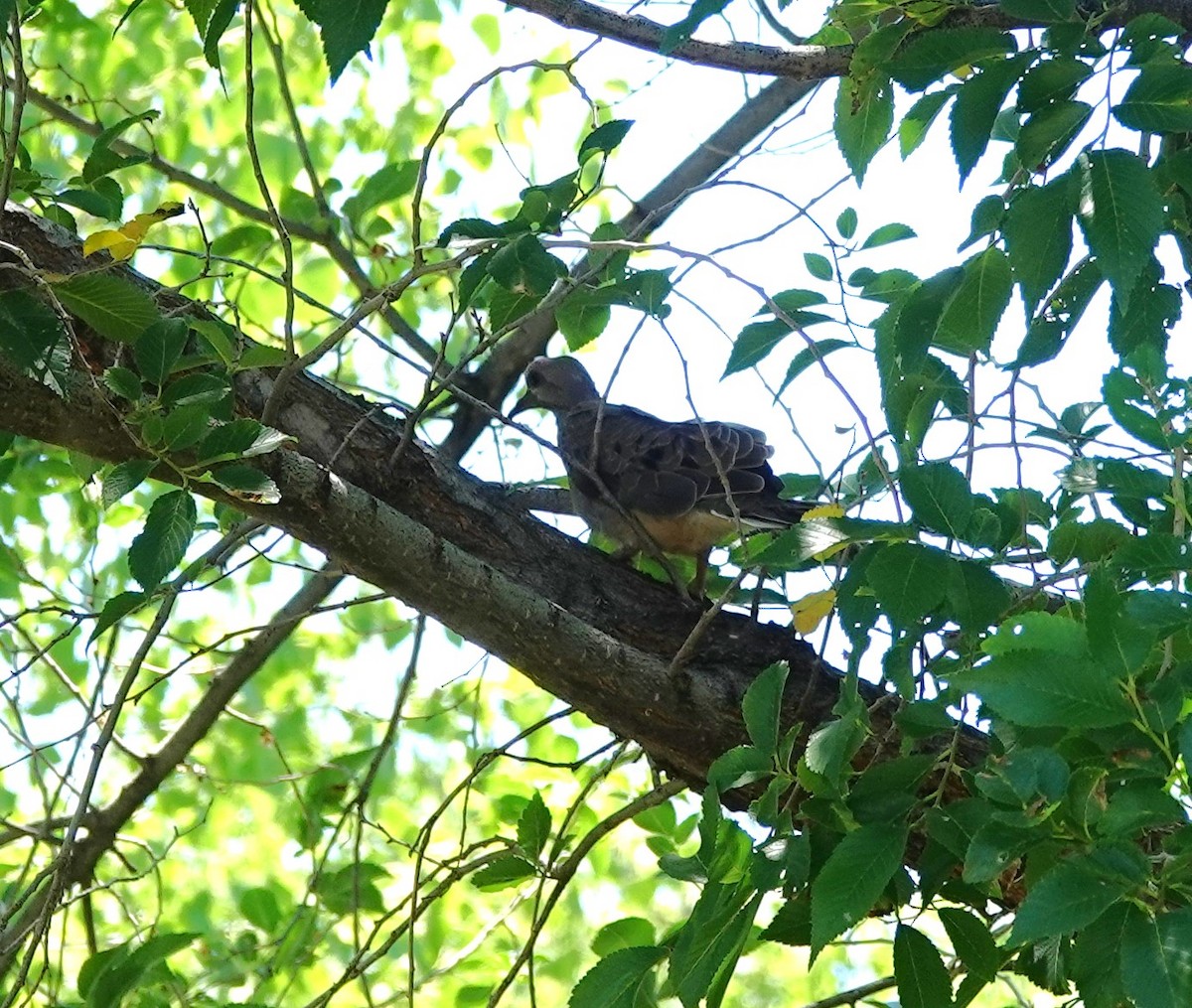 Mourning Dove - ML620348079