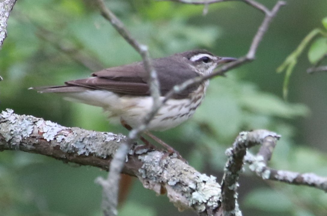 Louisiana Waterthrush - ML620348090