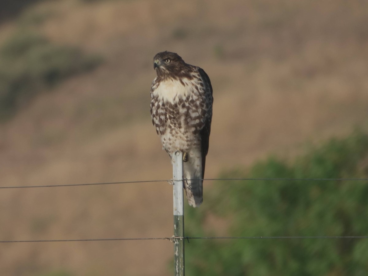 Rotschwanzbussard - ML620348104