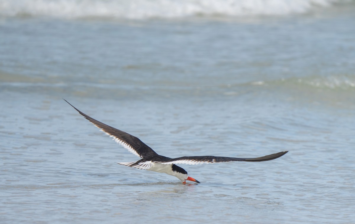 Black Skimmer - ML620348121