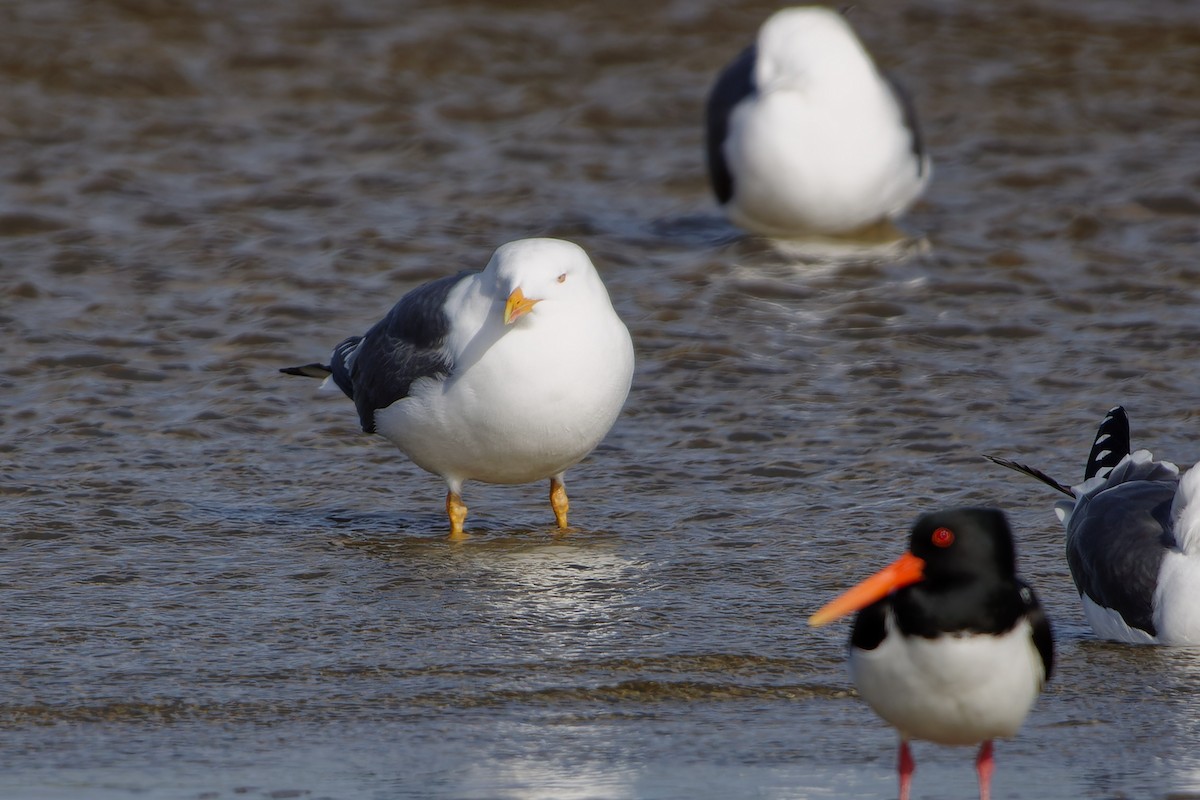 Gaviota Sombría - ML620348142