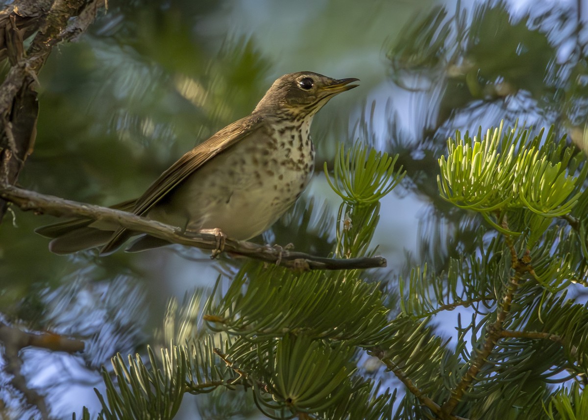 Swainson's Thrush (Olive-backed) - ML620348146