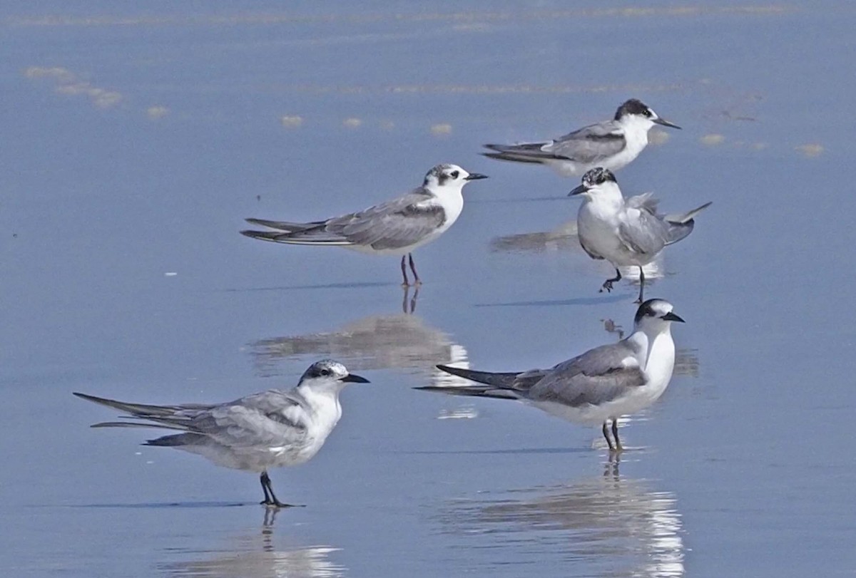 White-winged Tern - ML620348147