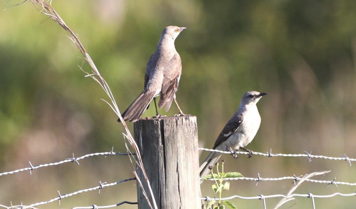 Northern Mockingbird - ML620348153