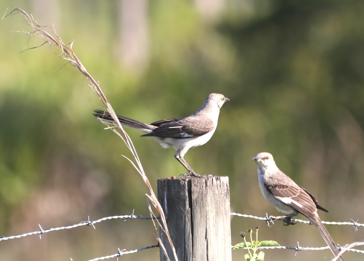 Northern Mockingbird - ML620348154