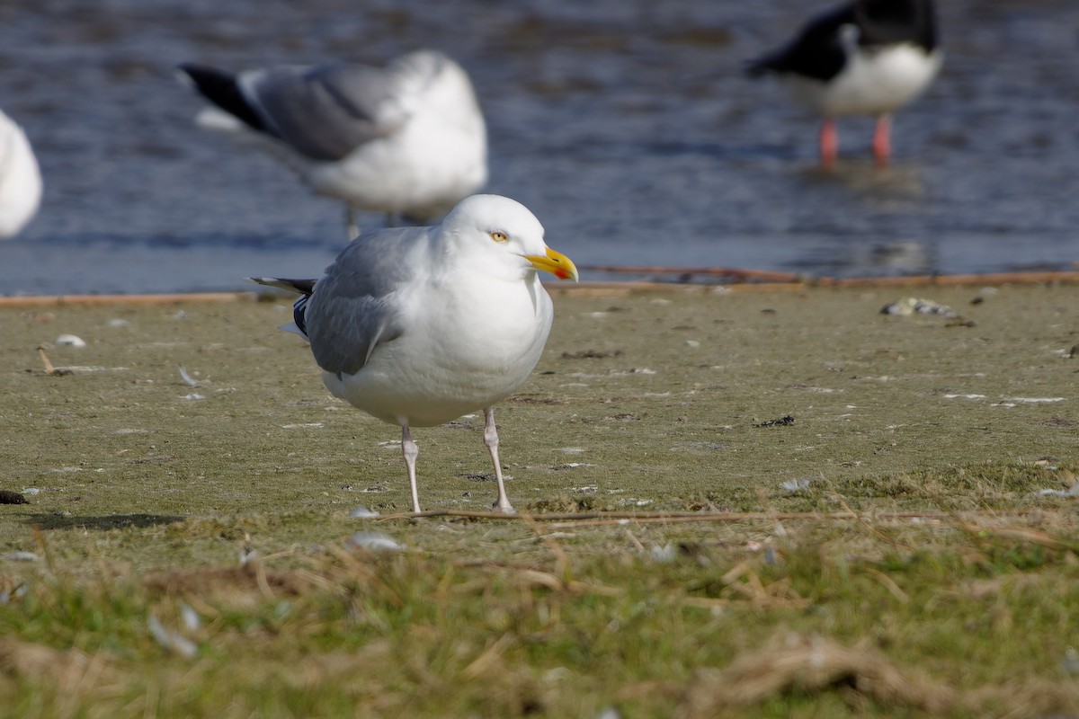 Gaviota Argéntea - ML620348165