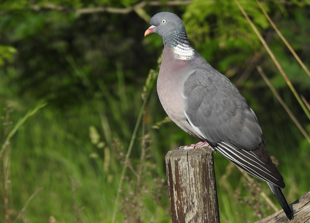 Common Wood-Pigeon - ML620348166