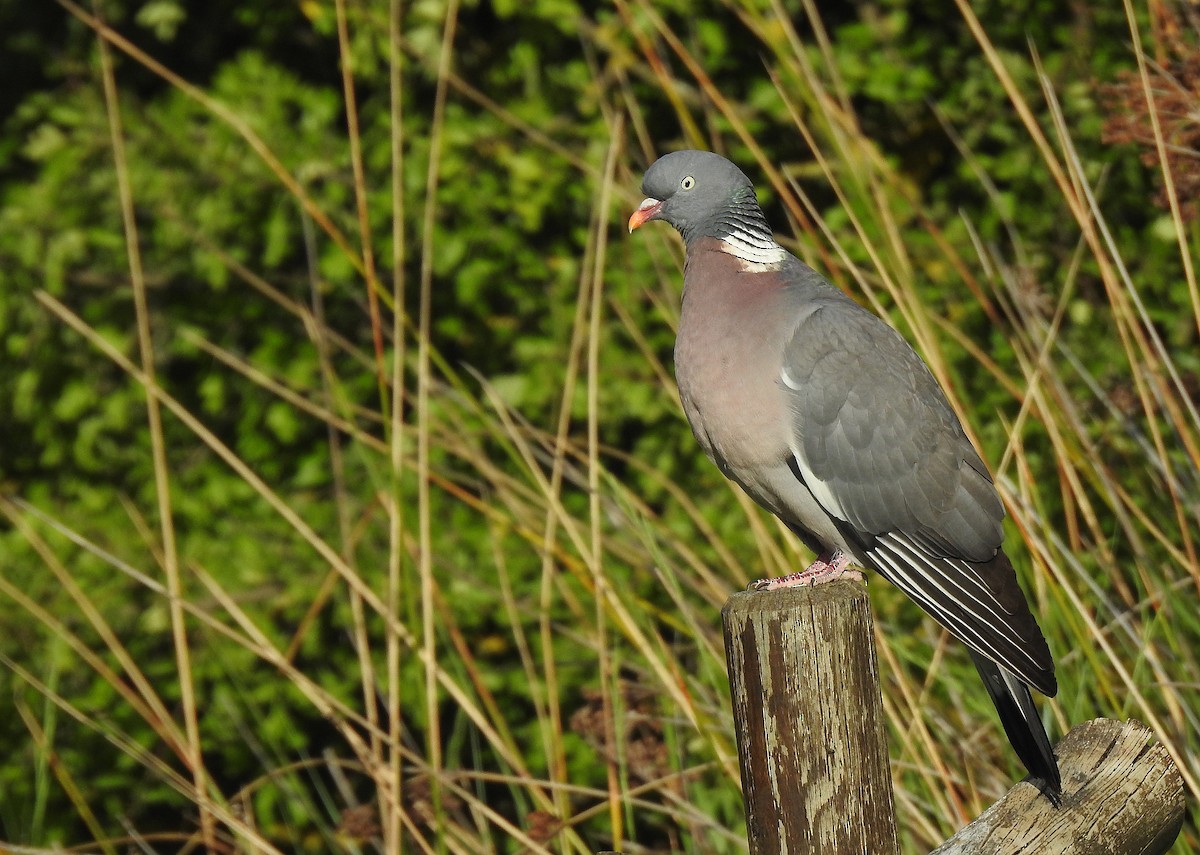 Common Wood-Pigeon - ML620348167