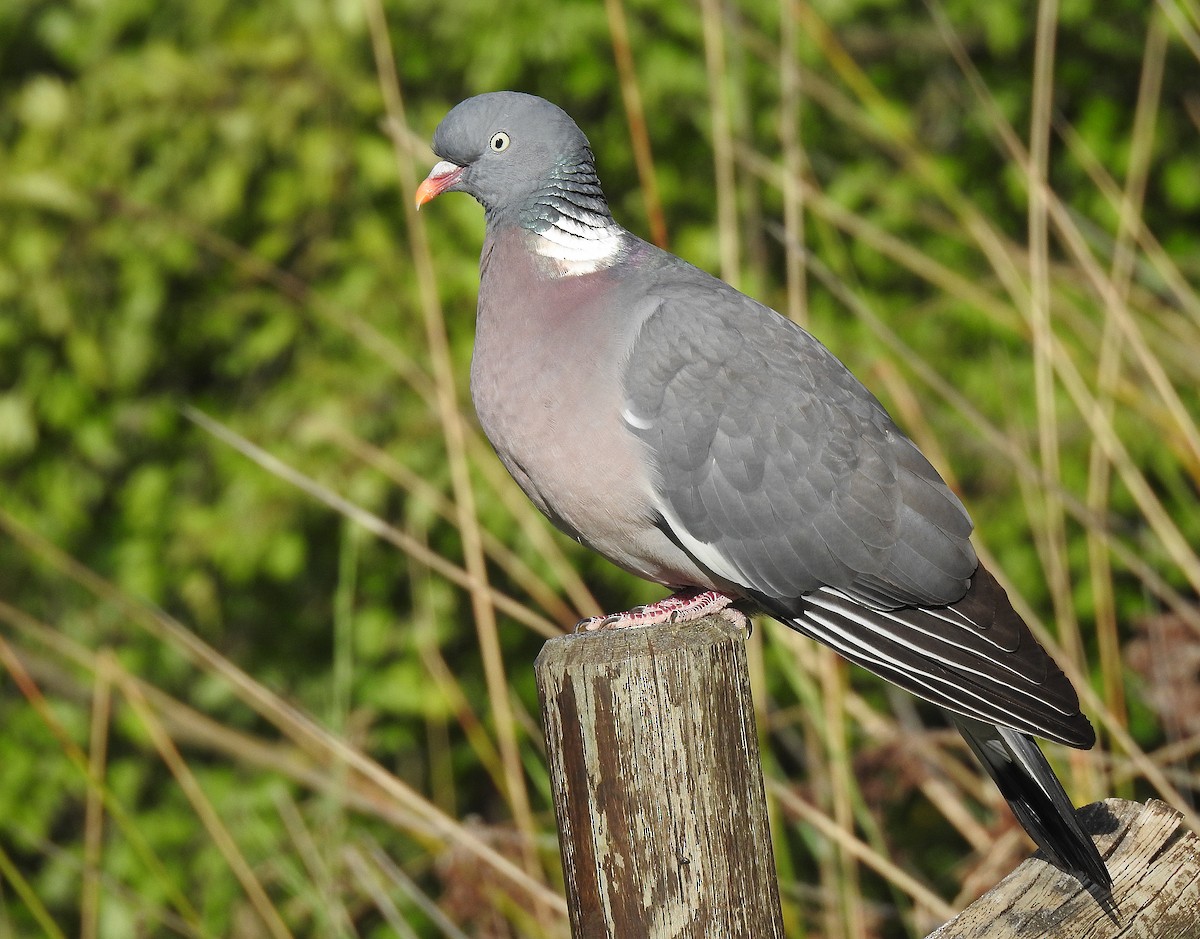 Common Wood-Pigeon - ML620348168