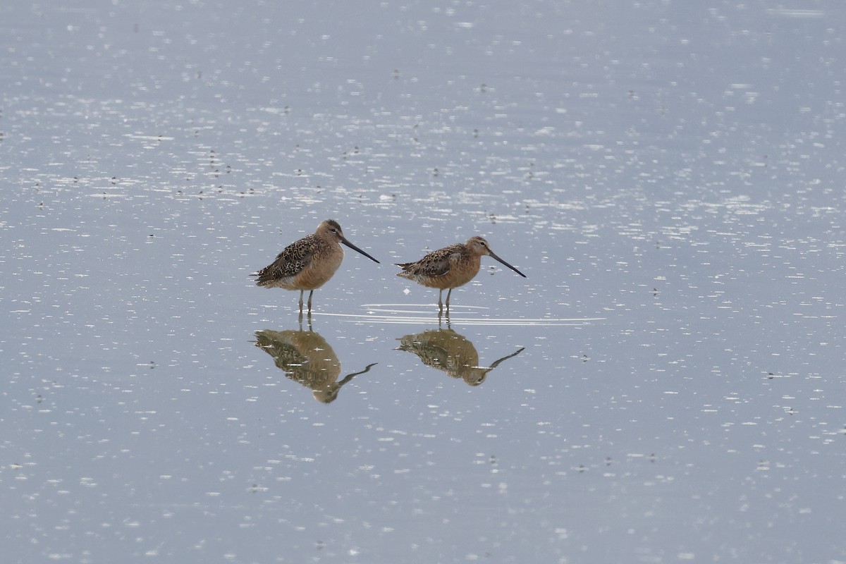 Long-billed Dowitcher - ML620348182