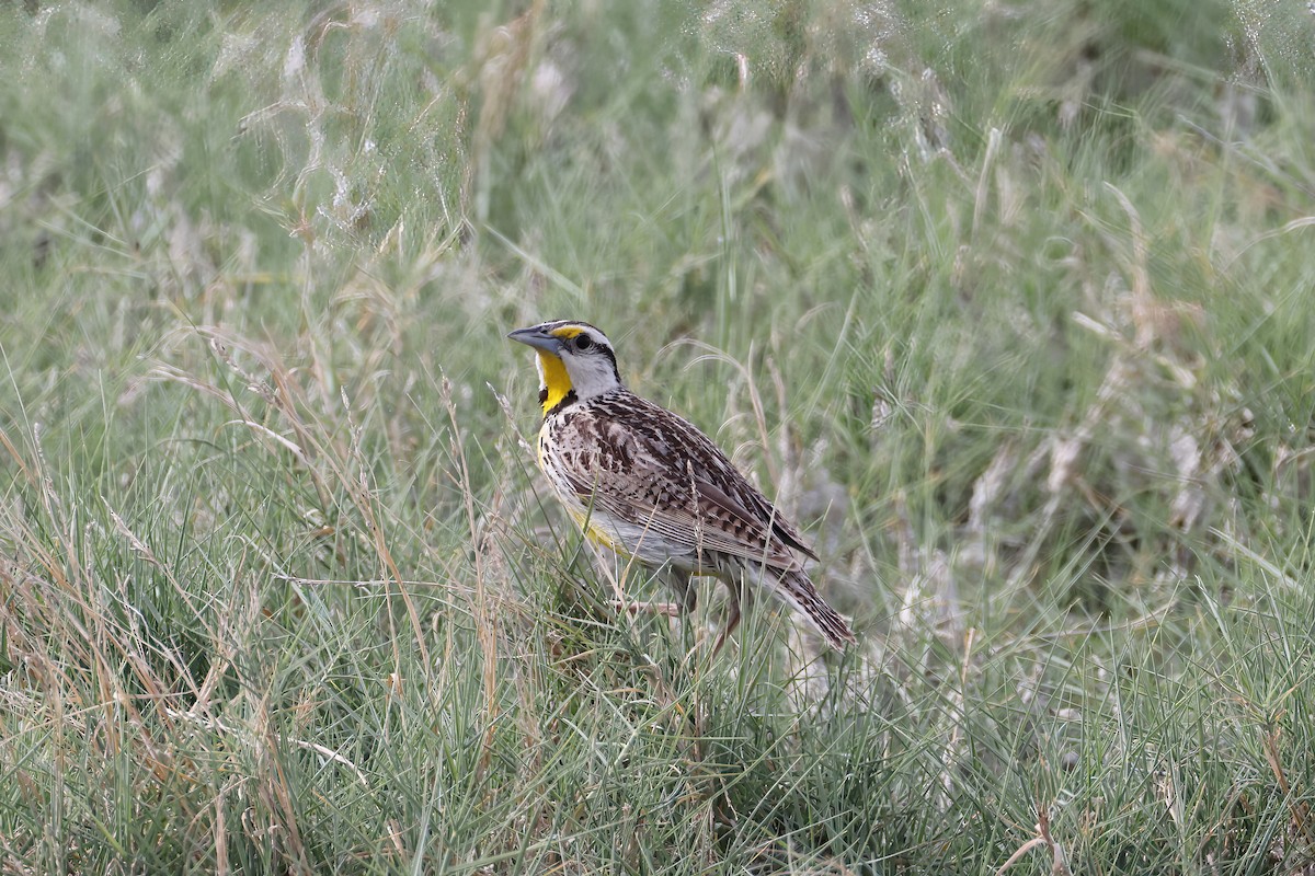 Chihuahuan Meadowlark - ML620348191