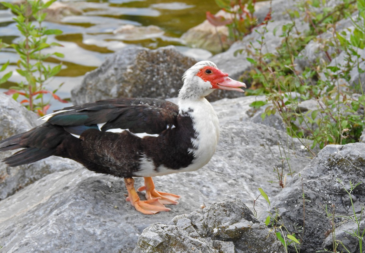 Muscovy Duck (Domestic type) - ML620348192