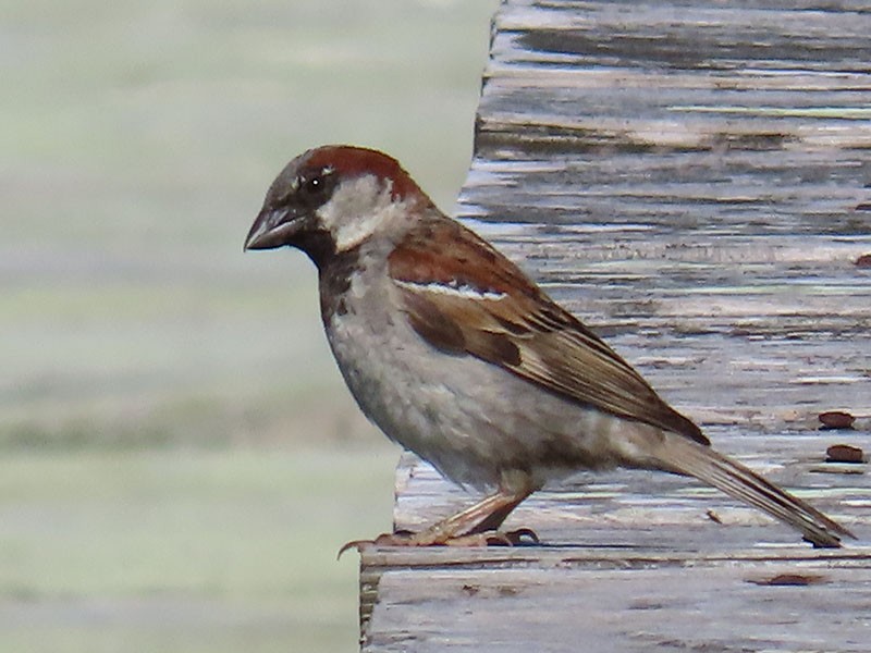 House Sparrow - ML620348196