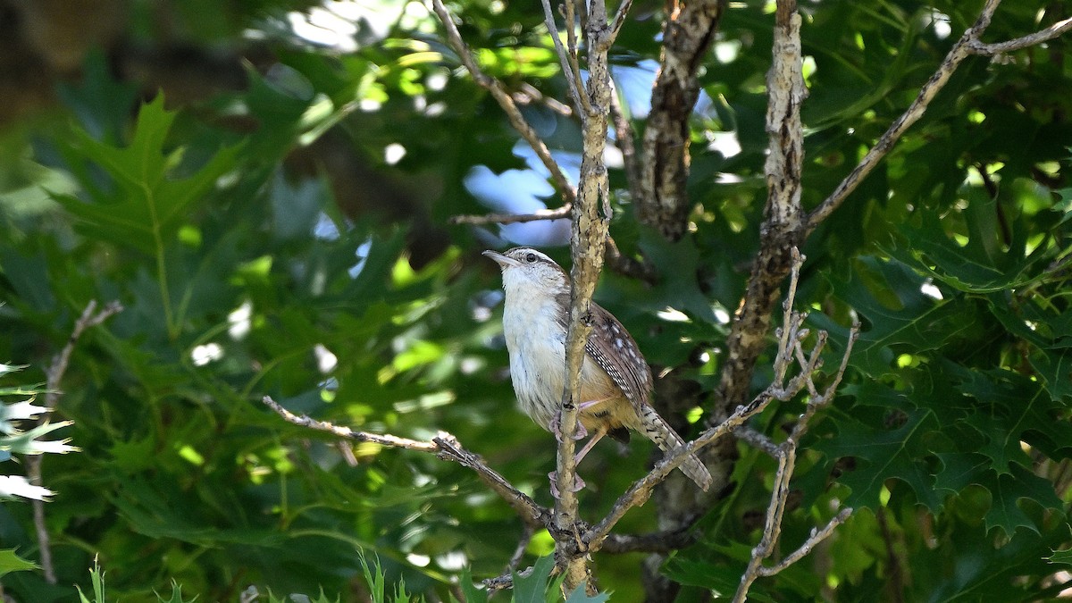 Carolina Wren - ML620348203