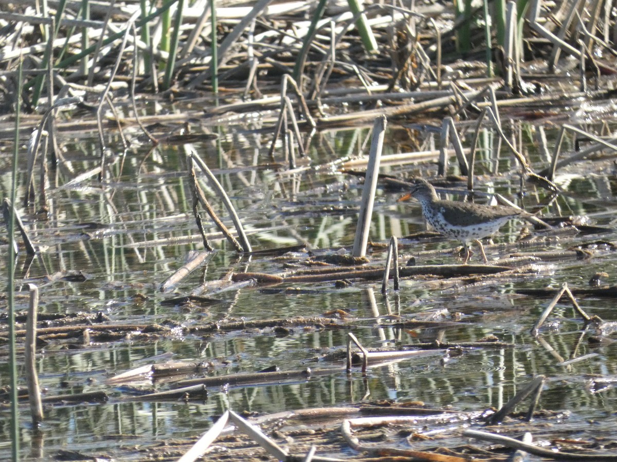 Spotted Sandpiper - ML620348204