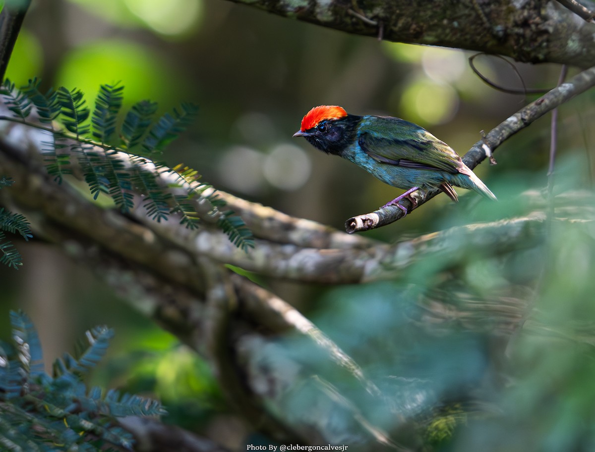 Swallow-tailed Manakin - ML620348220