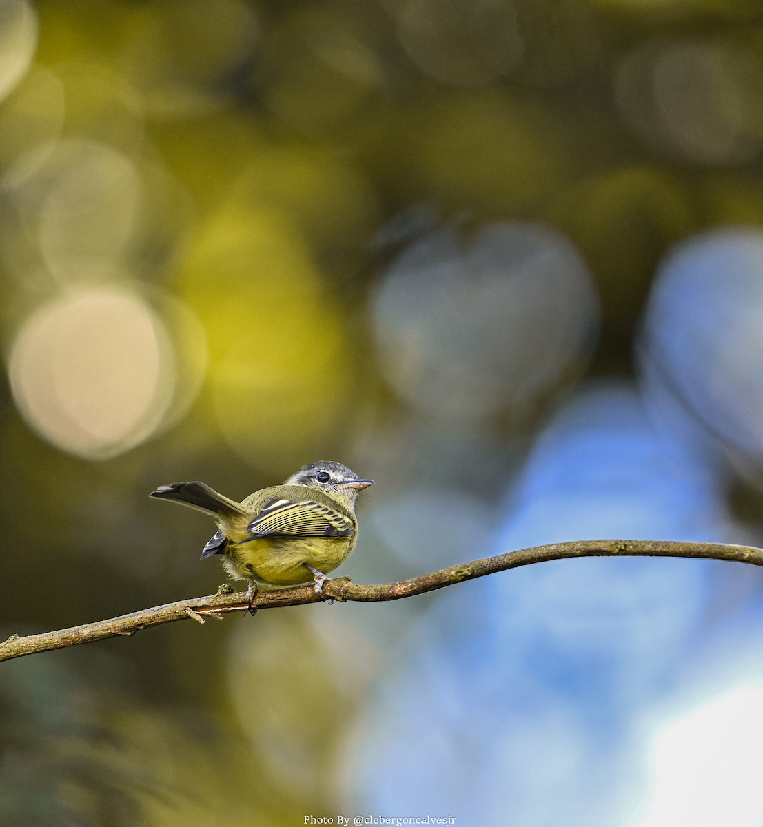 Mottle-cheeked Tyrannulet - ML620348224