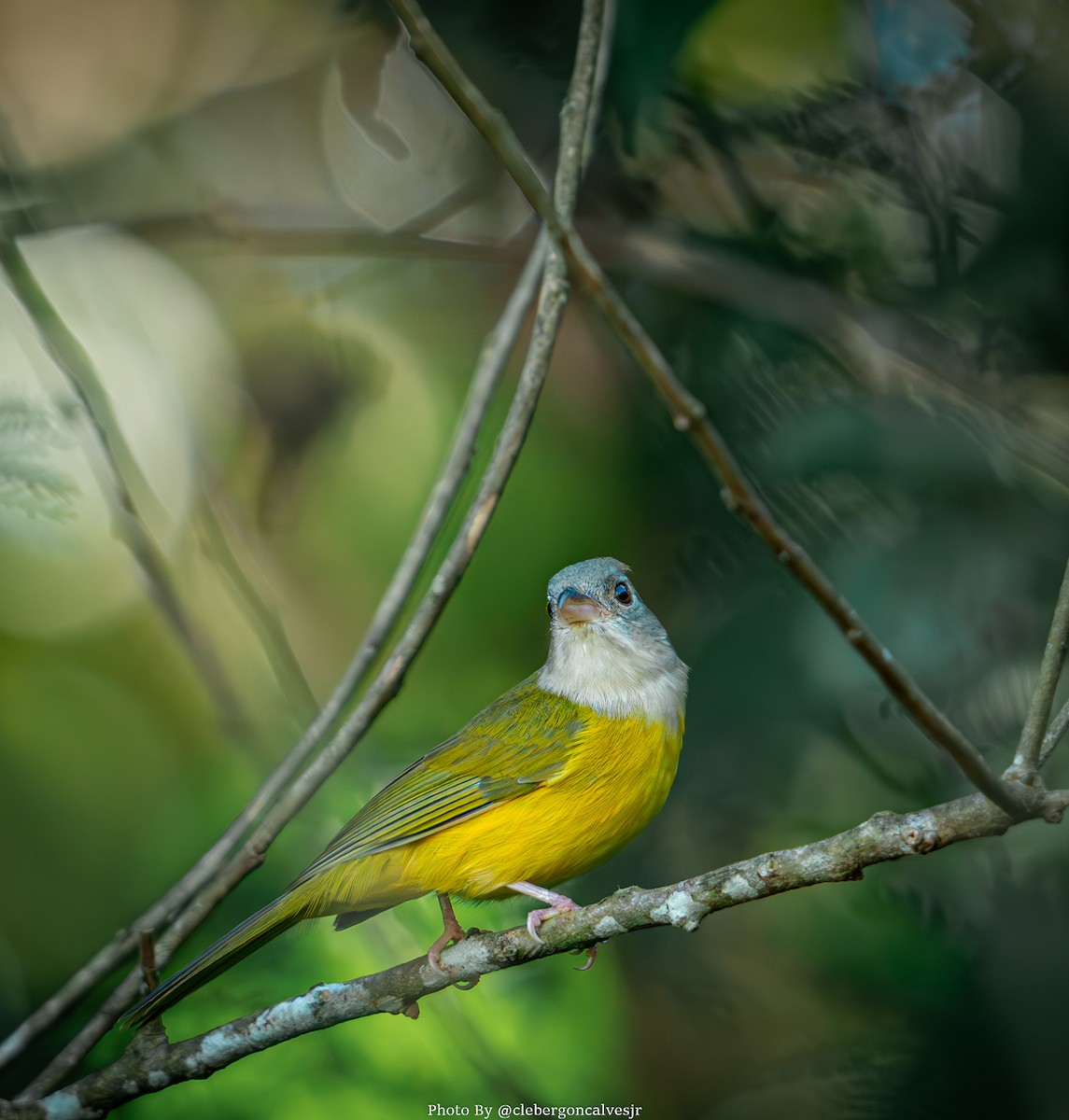 Gray-headed Tanager - ML620348235