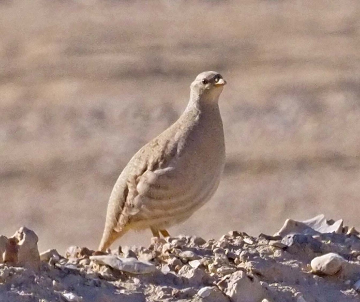 Sand Partridge - ML620348237