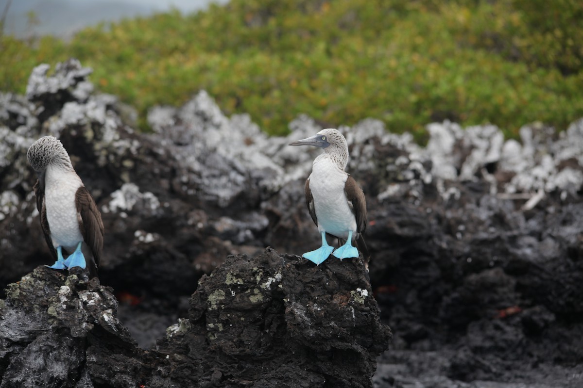 Blue-footed Booby - ML620348249