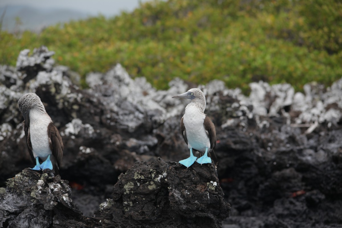 Blue-footed Booby - ML620348250