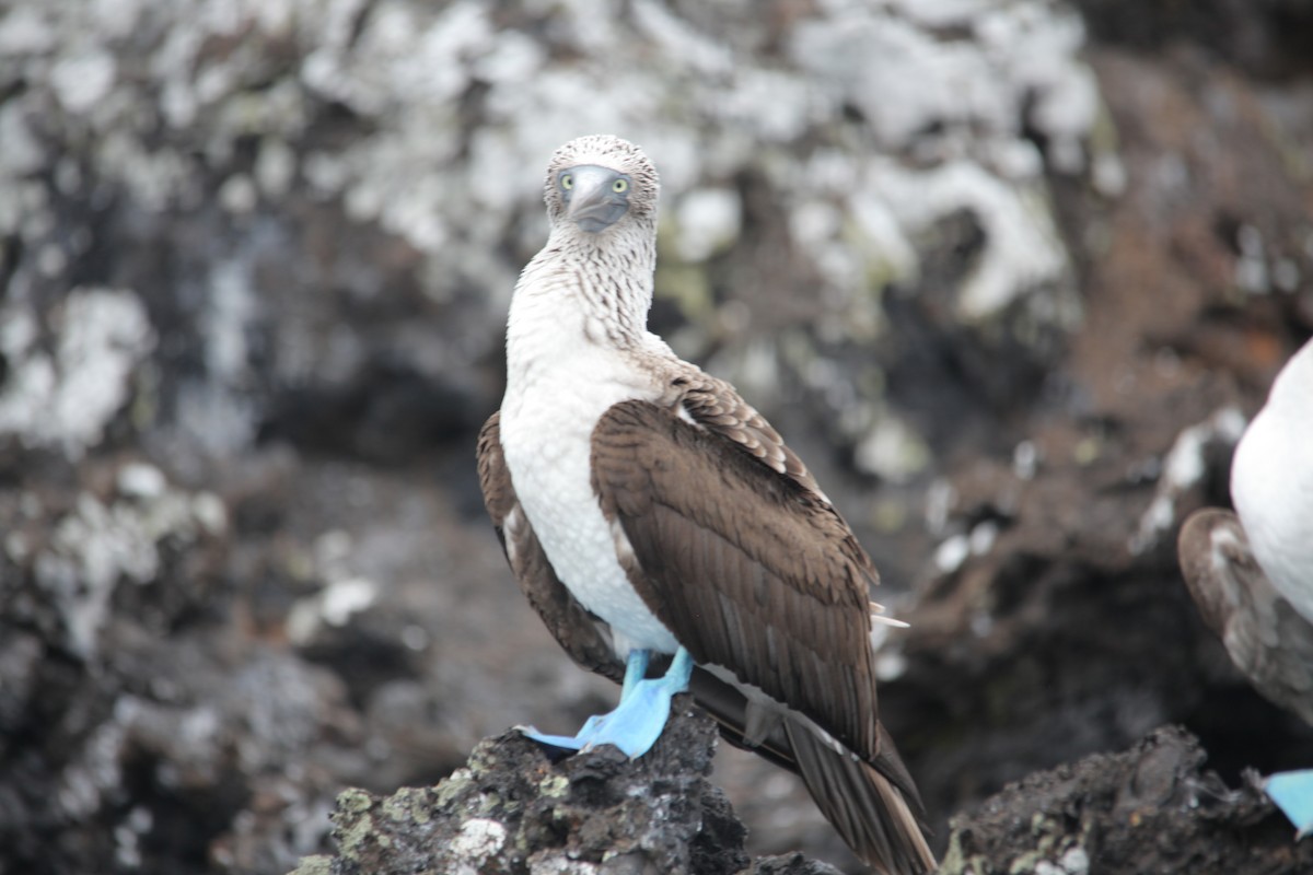 Blue-footed Booby - ML620348252