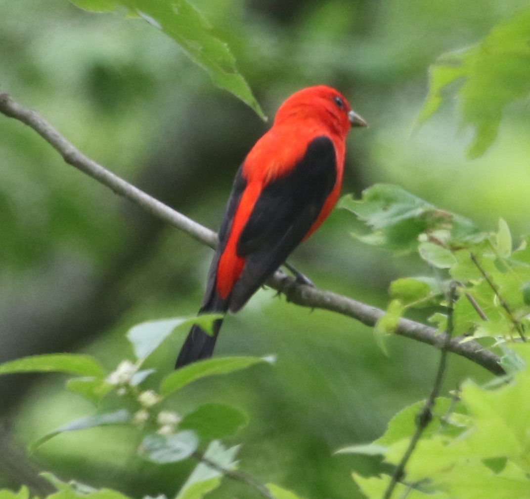 Scarlet Tanager - ML620348259