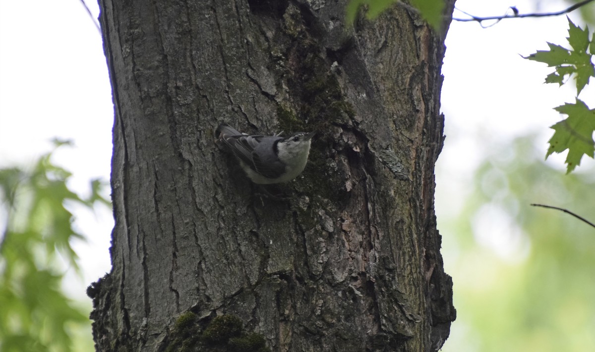 White-breasted Nuthatch - ML620348260
