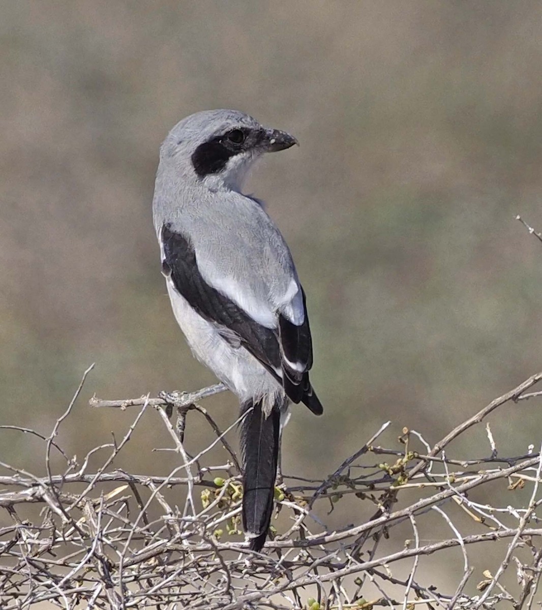 Сорокопуд сірий (підвид pallidirostris) - ML620348285